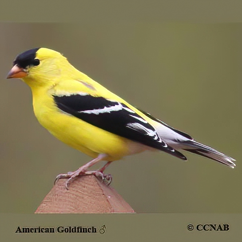 Birds of North America