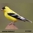 American Goldfinch range map