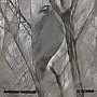 American Goshawk