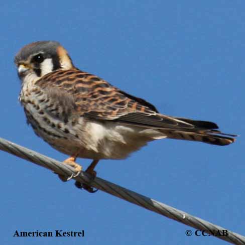 Birds of North America