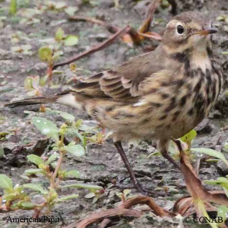 Birds of North America