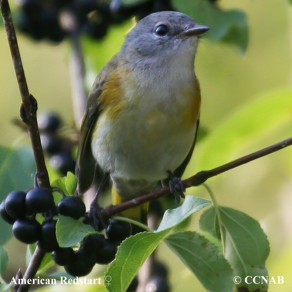 North American Birds