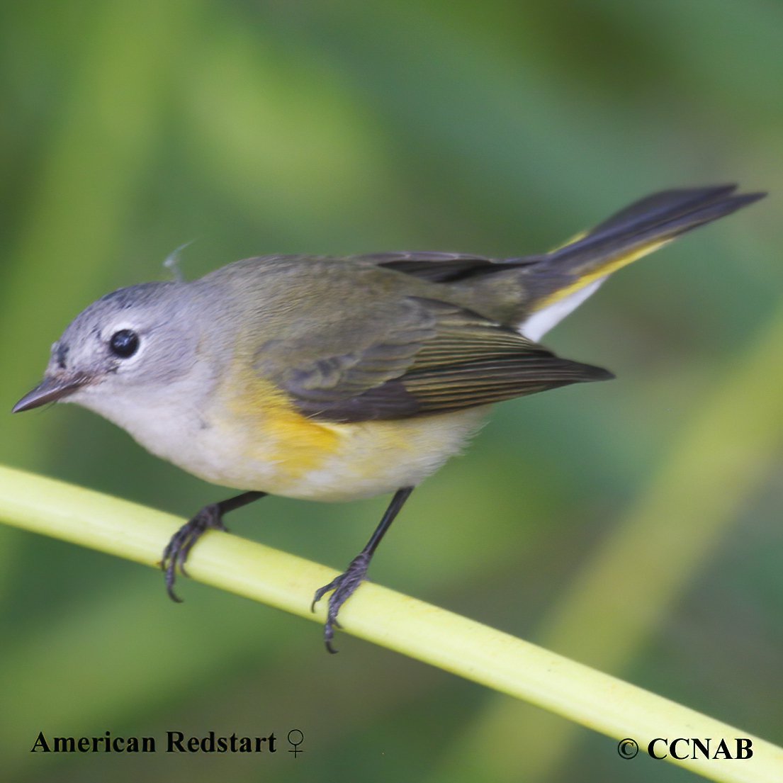 american redstart