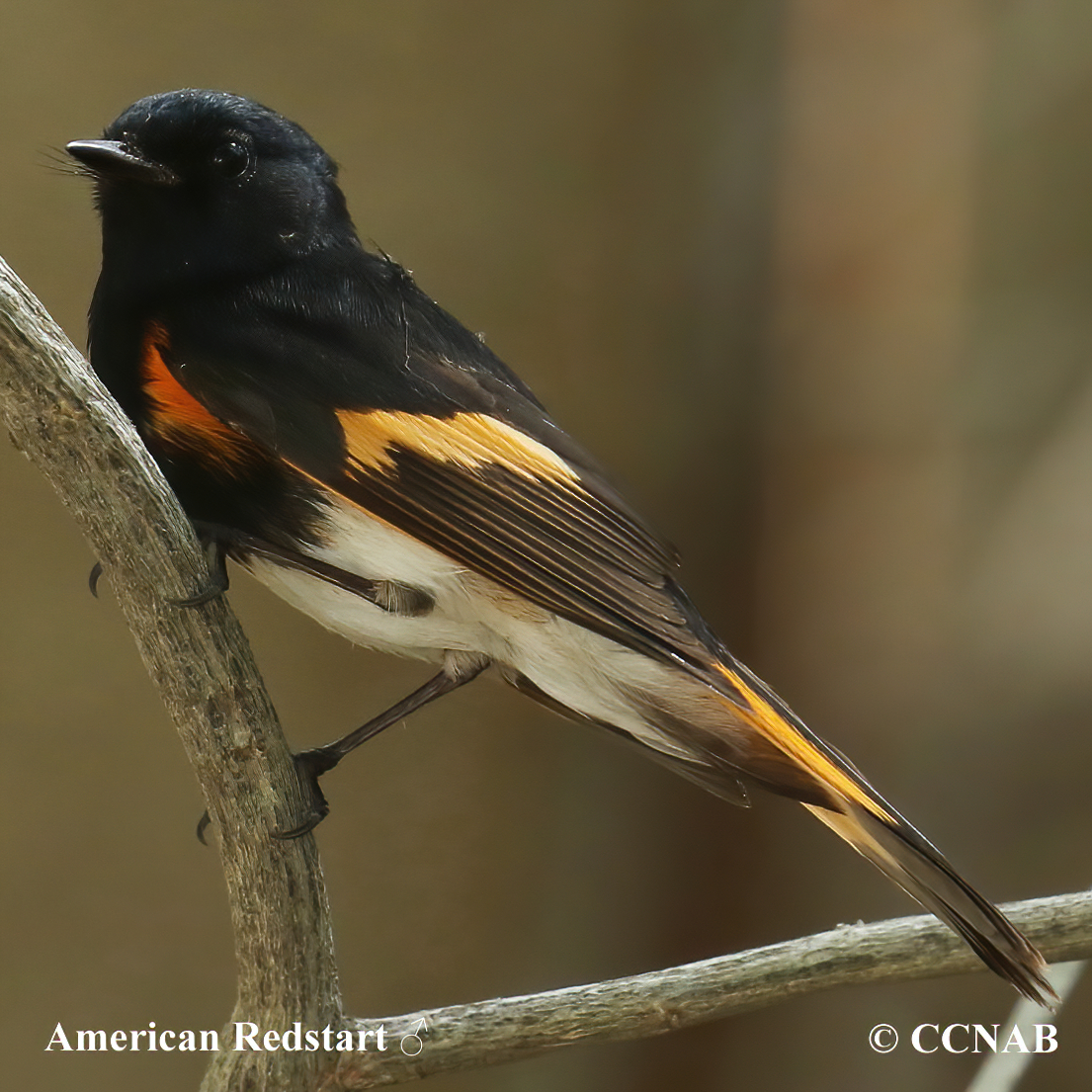 Birds of North America