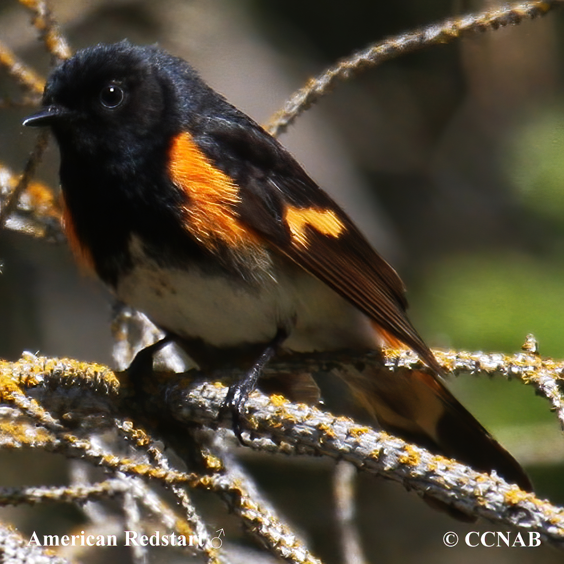 North American Birds