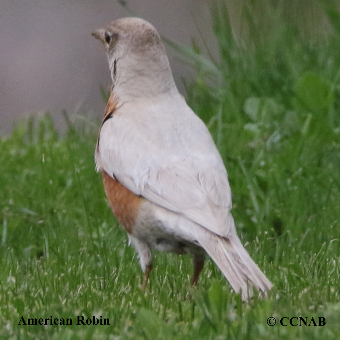 American Robin