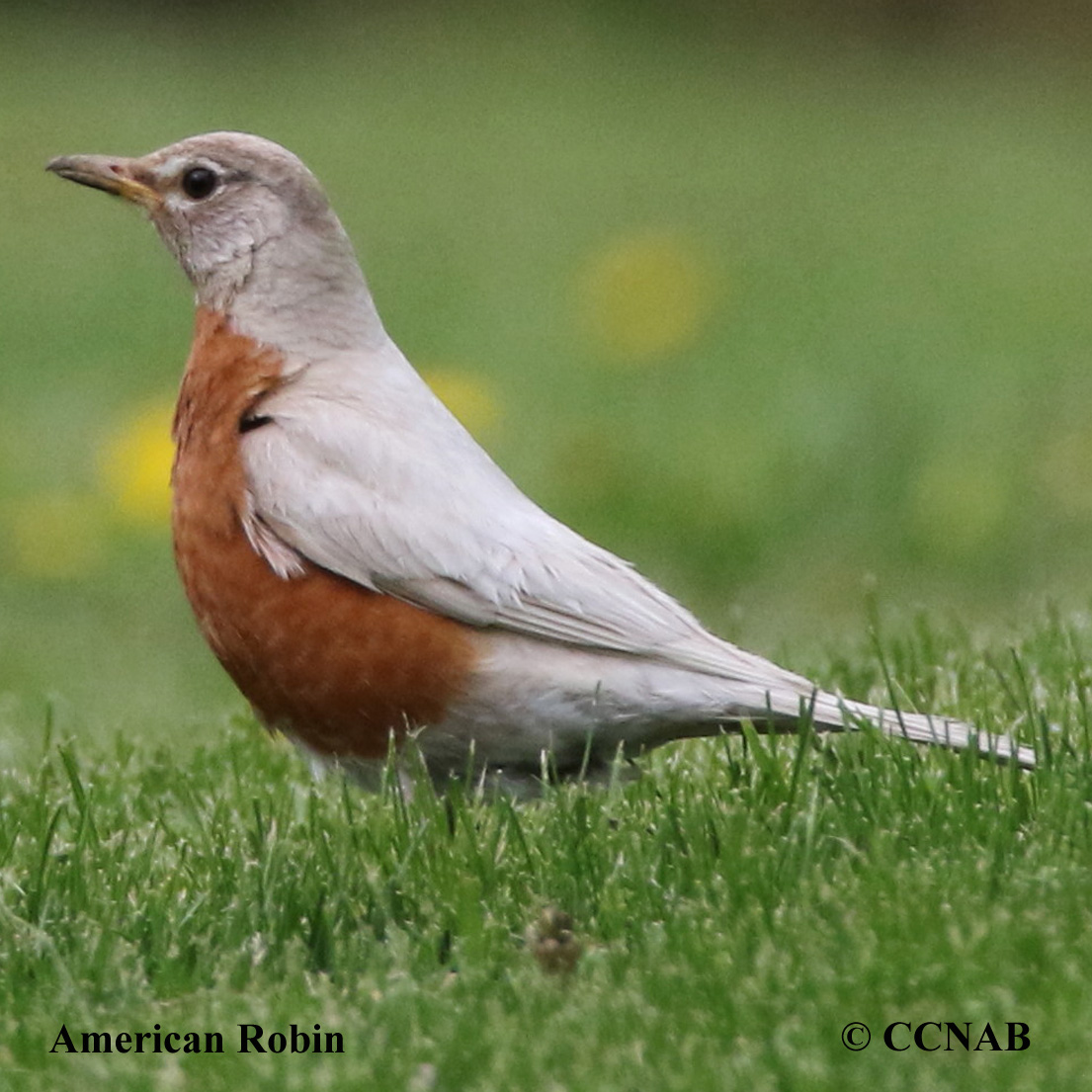 American Robin