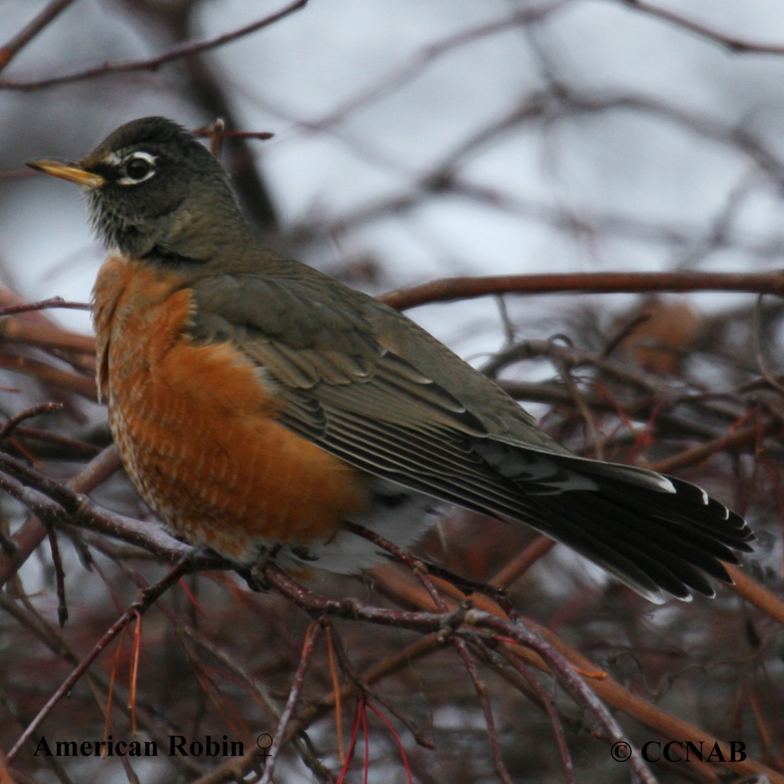 American Robin