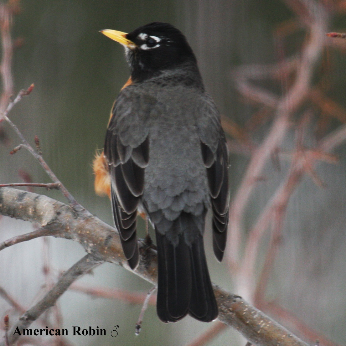 Birds of North America