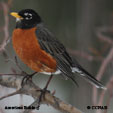 American Robin range map