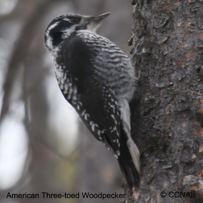 Birds of North America