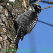 American Three-toed Woodpecker range map