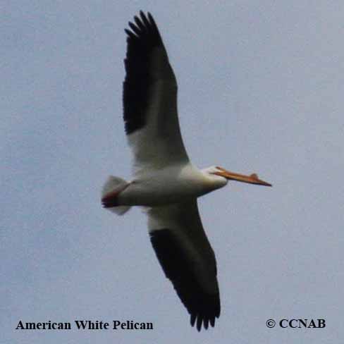 American White Pelican