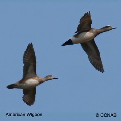 Birds of North America