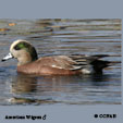 American Wigeon range map