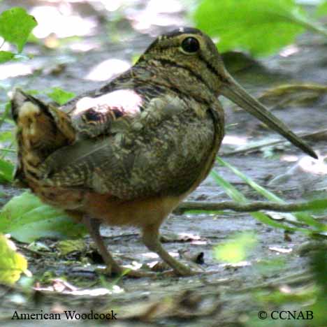 Birds of North America