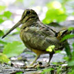 American Woodcock