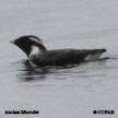 Ancient Murrelet range map