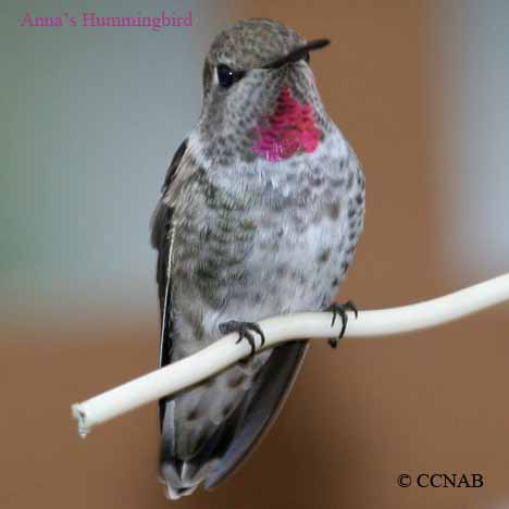 Anna's Hummingbird