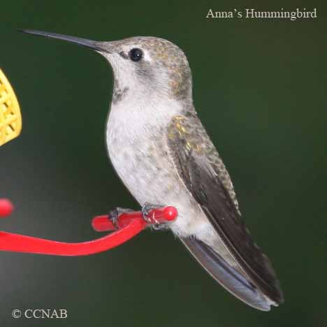 Anna's Hummingbird