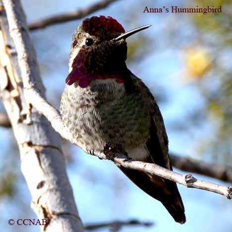 Anna's Hummingbird