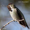 Anna'sHummingbird range map