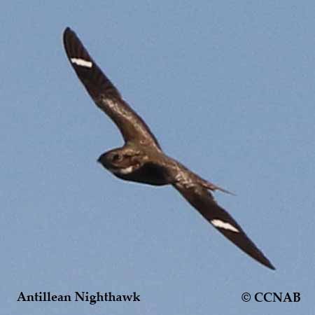 Antillean Nighthawk