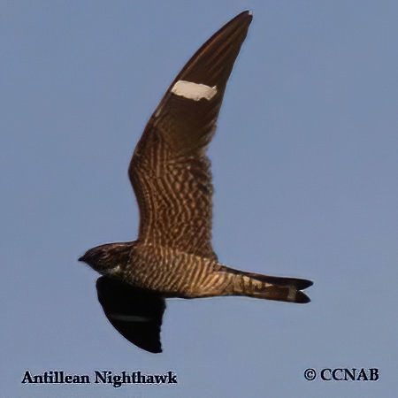 Birds of North America