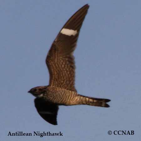 Antillean Nighthawk