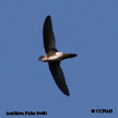 Antillean Palm-Swift range map