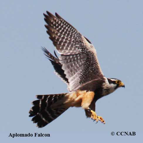 Aplomado Falcon