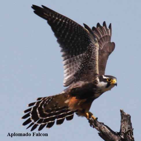 Aplomado Falcon