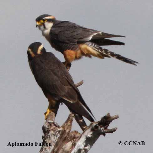 Aplomado Falcon