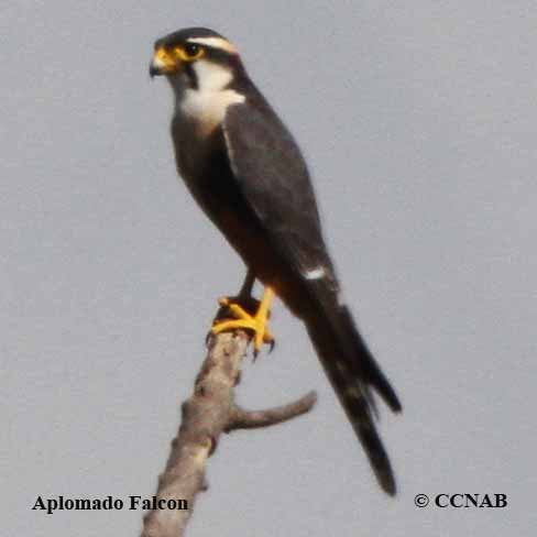 Birds of North America