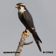 Aplomado Falcon