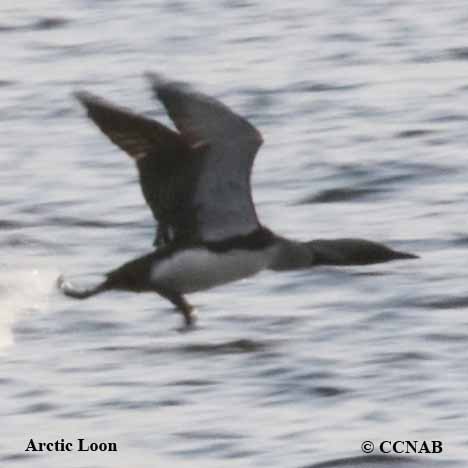 Birds of North America