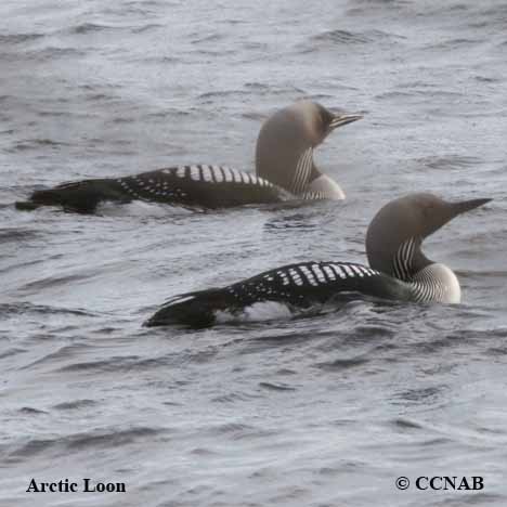 Birds of North America