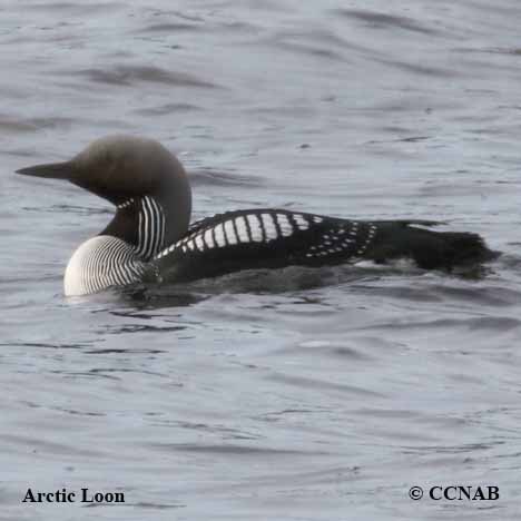 Arctic Loon
