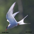 Arctic Tern range map