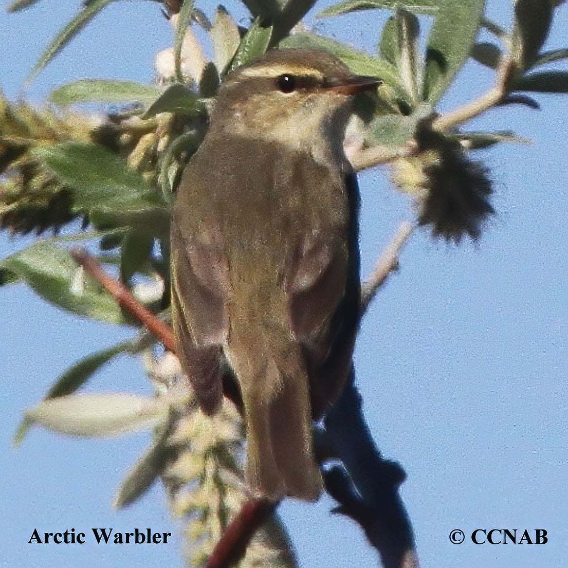 Arctic Warbler