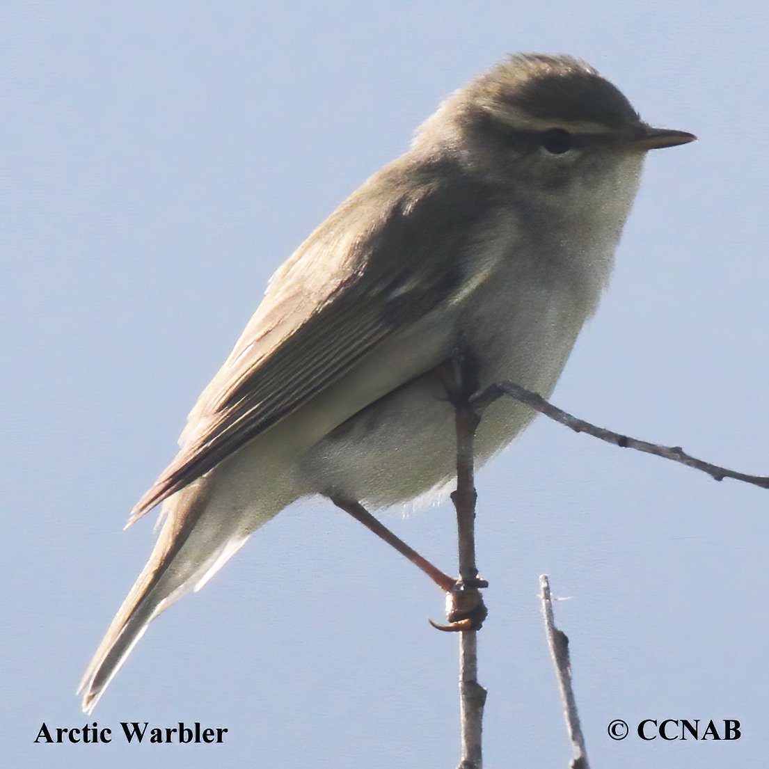 Arctic Warbler