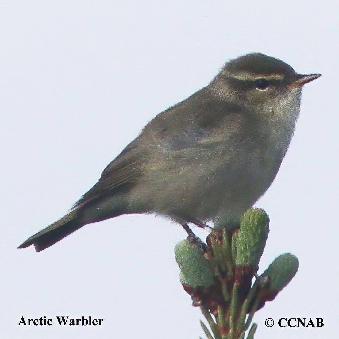 Arctic Warbler