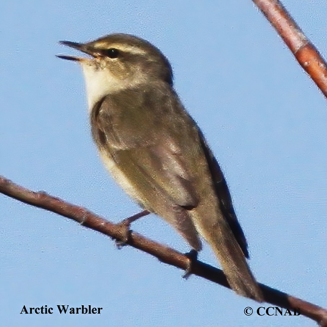 Birds of North America