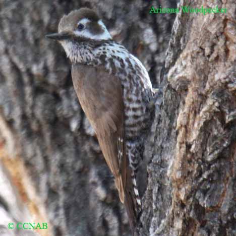 Arizona Woodpecker