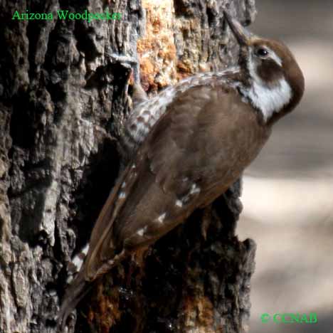 Arizona Woodpecker