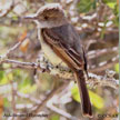 Ash-throated Flycatcher range map