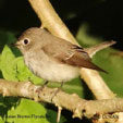 Asian Brown Flycatcher range map