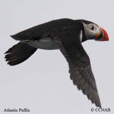 Birds of North America