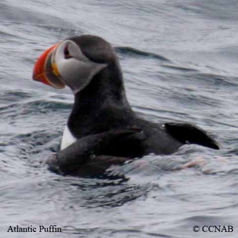 Birds of North America