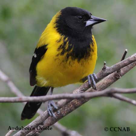 Birds of North America